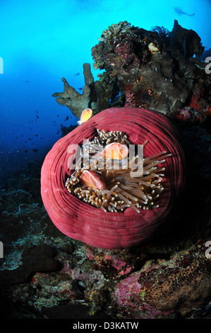 Drei Rosa Anemonenfische in eine kreisförmige Rosa Anemone, Nord-Sulawesi, Indonesien. Stockfoto