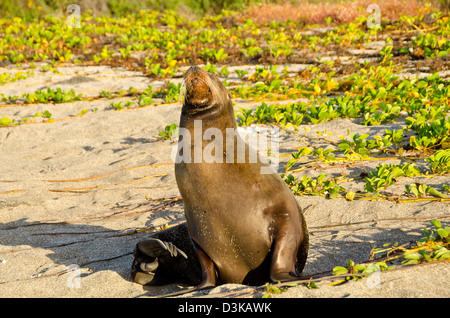 Seebär Gähnen am Strand, Insel Santiago, Galapagos-Inseln, Ecuador Stockfoto