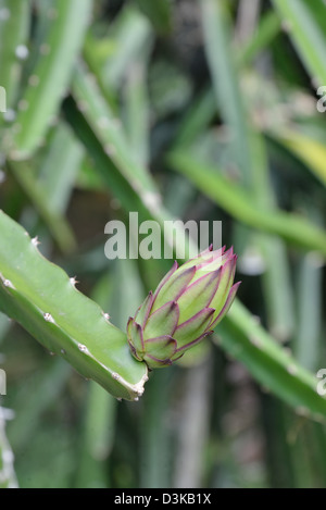 Frühen Stadium der Drachenfrucht Pitahaya oder Hylocereus Art Stockfoto