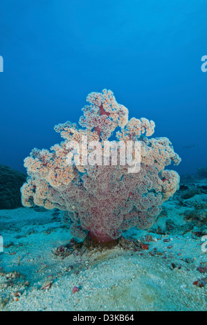 Flauschige rosa und roten Dendronephtya weichen Korallen wachsen in weißen Sandboden, Indonesien. Stockfoto