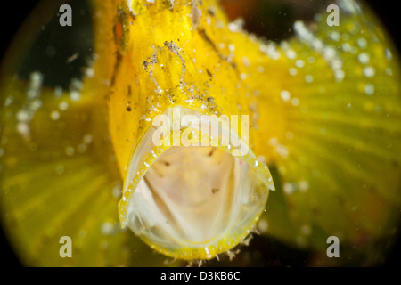 Gelbes Blatt Drachenköpfe (Taenianotus Triacanthus) mit weit offenem Mund Lembeh Strait, Nord-Sulawesi, Indonesien. Stockfoto