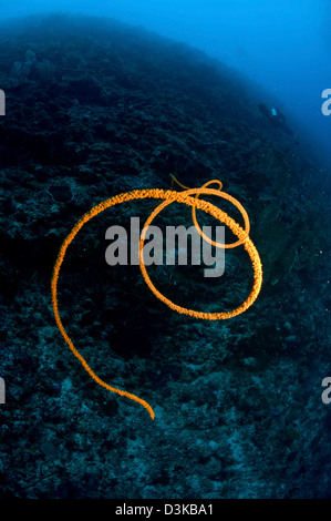 Spirale orange Meer Peitsche, Nord-Sulawesi, Indonesien. Stockfoto