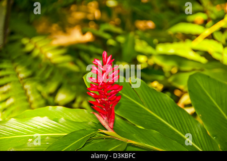 Roter Ingwer Blume, tropischen Pflanzen, auch genannt Strauß Plume und Rosa Kegel-Ingwer Stockfoto