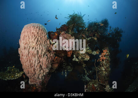 Fass-Schwamm auf Liberty Wrack, Bali, Indonesien. Stockfoto