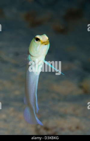 Yellowhead Kieferfischen, Belize. Stockfoto