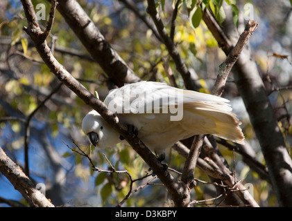 Schwefel Crested Cockatoo sitzen auf dem Ast eines Baumes Canberra Australien Stockfoto