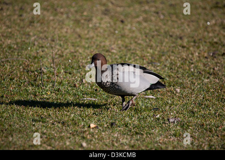 Männliche australische Holz Ente (Chenonetta Jubata) zu Fuß auf dem Rasen Stockfoto