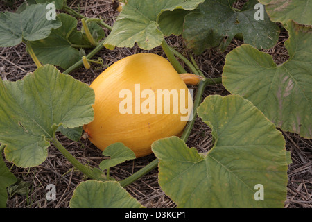 Futterkamp, Deutschland, Riesenkuerbis Stockfoto