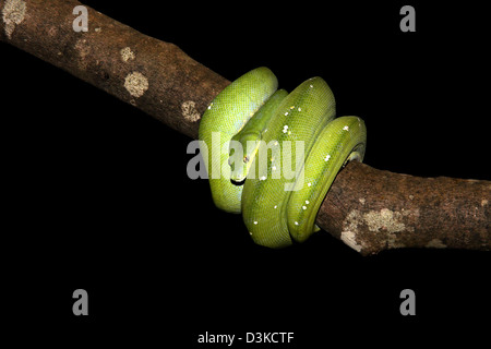 Grüner Baum Python Morelia Viridis mit schwarzem Hintergrund geeignet für Ausschnitt Stockfoto