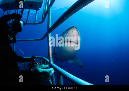 Weibliche Great White und Unterwasser-Fotografen, Insel Guadalupe, Mexiko. Stockfoto