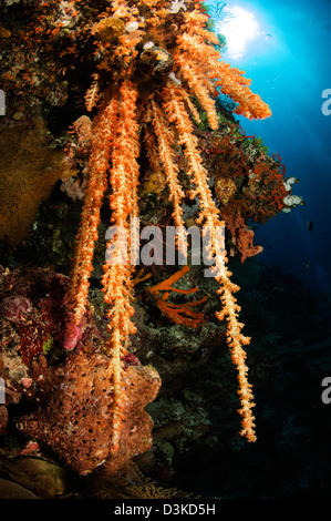 Weiche Korallenriff Seascape, Indonesien. Stockfoto