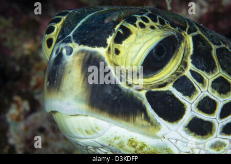 Hawksbill Sea Turtle Portrait, Australien. Stockfoto