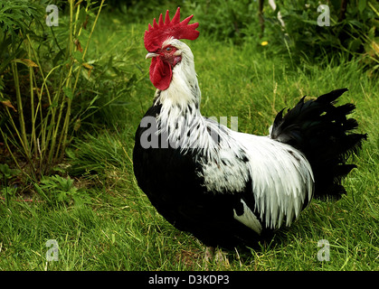 Hahn Stockfoto