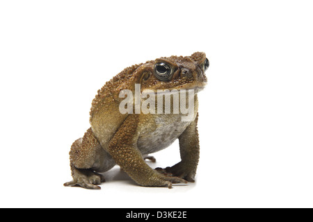 Cane Toad in einem Studio fotografiert Stockfoto