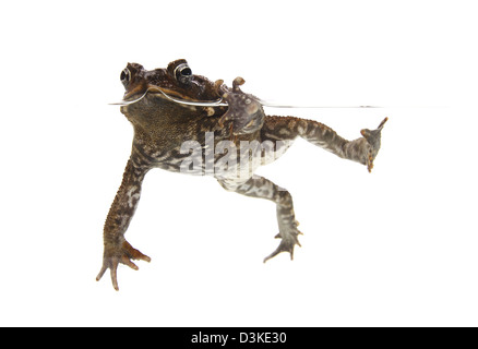 Cane Toad in einem Studio fotografiert Stockfoto