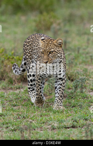 Leopard, die zu Fuß in Richtung Kamera Stockfoto