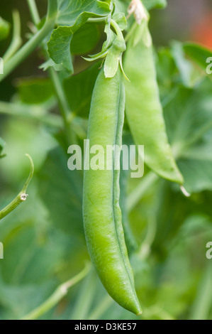 Neue Erbsen wachsen auf der Rebe "Hurst Green" Stockfoto