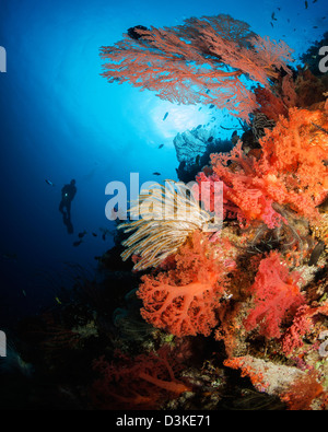 Taucher schwimmt von einem weichen Korallenriff, Indonesien. Stockfoto