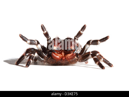 Sydney Funnel-Web Spider Studio Ausschnitt Stockfoto
