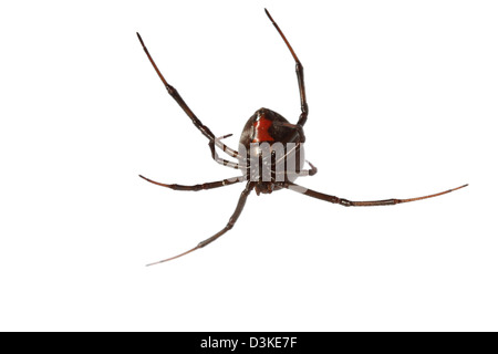 Redback Spinne (Latrodectus Hasselti) weiblich Stockfoto