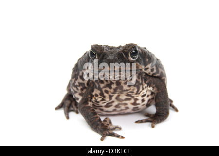 Cane Toad in einem Studio fotografiert Stockfoto