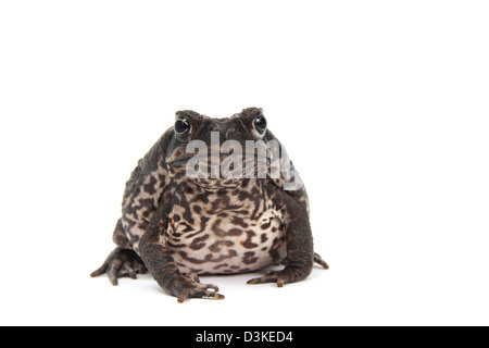 Cane Toad in einem Studio fotografiert Stockfoto