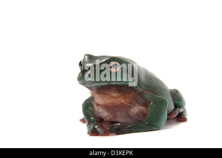 grünen Laubfrosch Litoria caerulea Stockfoto