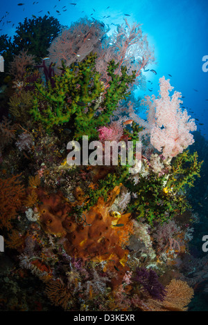 Gorgonien auf Weichkorallen in Raja Ampat, Indonesien. Stockfoto