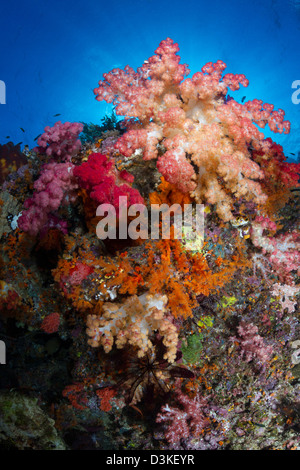 Weichkorallen in Raja Ampat, Indonesien. Stockfoto