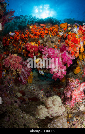 Weichkorallen in Raja Ampat, Indonesien. Stockfoto