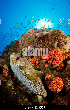 Kugelfisch und Riff, La Paz, Mexiko. Stockfoto