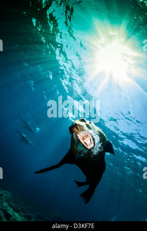 Kalifornische Seelöwe, La Paz, Mexiko. Stockfoto