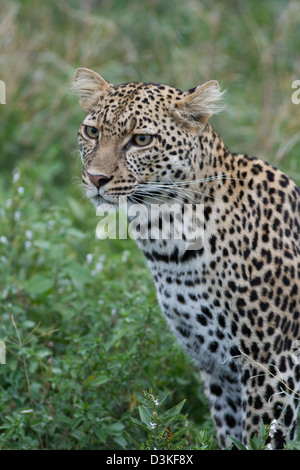 Porträt eines weiblichen Leoparden (Panthera Pardus Pardus) Stockfoto