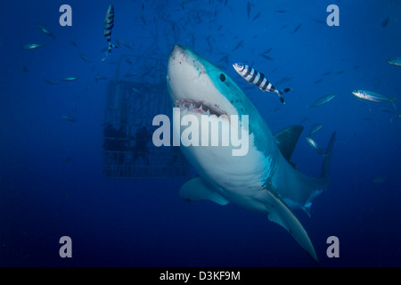 Weiblichen weißen Hai und Pilot Fisch, Insel Guadalupe, Mexiko. Stockfoto