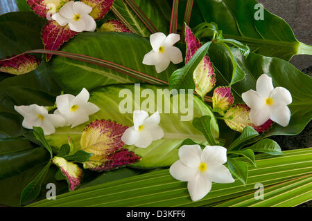 Frangipani Blüten und Kokosnussblättern Stockfoto