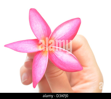 Schönheit-Blume in der Hand auf weiß Stockfoto