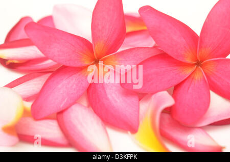 tropische Blumen und Blütenblätter auf weiß Stockfoto