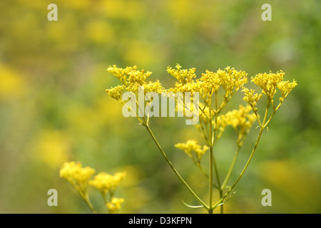 Goldene Spitze Blumen Stockfoto