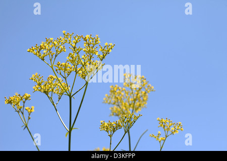 Goldene Spitze Blumen Stockfoto