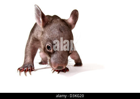 gemeinsamen Wombat Vombatus Ursinus juvenile fotografiert in einem Studio mit weißem Hintergrund bereit für Ausschnitt Stockfoto