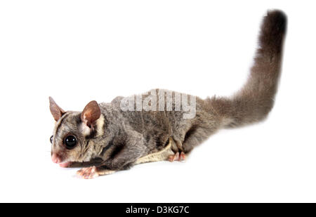 Sugar Glider, Petaurus Breviceps fotografiert in einem Studio mit einem weißen Hintergrund bereit für Ausschnitt Stockfoto