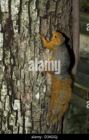 Rotbauch-Küste Eichhörnchen (Paraxerus Palliatus), Shimba Hills National Reserve, Kenia Stockfoto