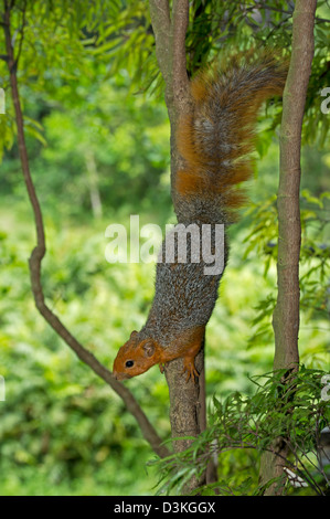 Rotbauch-Küste Eichhörnchen (Paraxerus Palliatus), Shimba Hills National Reserve, Kenia Stockfoto