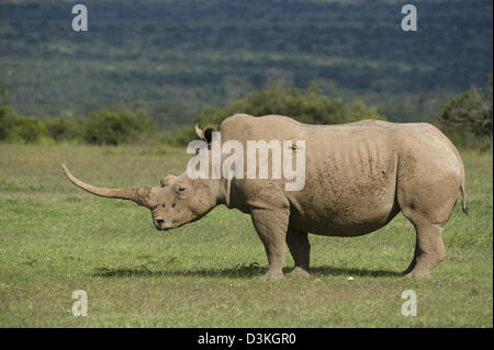 Weißer Rhinoceros (Ceratotherium Simum), Solio Game Ranch, Laikipia, Kenia Stockfoto