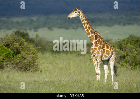 Giraffe (Giraffa Plancius Reticulata), retikuliert Solio Game Ranch, Laikipia, Kenia Stockfoto