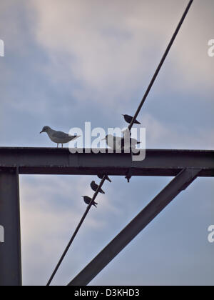 Vögel thront auf Überlandleitungen Kabel über eine Eisenbahnlinie. Stockfoto