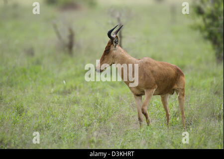 Colas Kuhantilope (Alcelaphus Buselaphus Cokii) oder Kongoni, Taita Hills Wildlife Sanctuary, Kenia Stockfoto