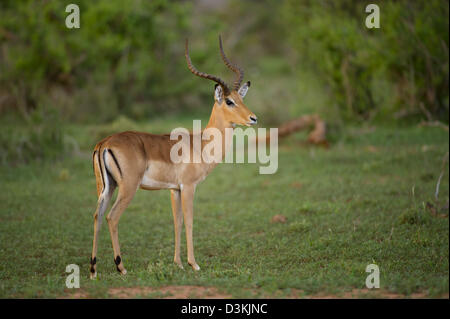 Impala (Aepyceros Melampus), Tsavo East Nationalpark, Kenia Stockfoto