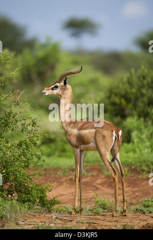 Gerenuk (Litocranius Walleri), Tsavo East Nationalpark, Kenia Stockfoto
