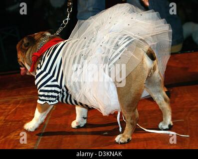 (Dpa) - Bulldog "Huxley" trägt ein blau-weiß gestreiften T-Shirt mit einem leichten net Spitzenrock und Velours Tuch verziert mit Swarowski-Steinen der Lifestyle-Experte, Autor und Designer Brigitte von Boch während der ersten bayerischen "h.und - Festival für Hundefreunde und Verwandten" auf der Wiese des Schloss Greifenberg am Ammer See, Deutschland, 30. Juli 2005. Die Designerstücke für t Stockfoto